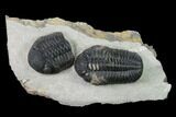 Pedinopariops Trilobite With Partial - Mrakib, Morocco #155380-1